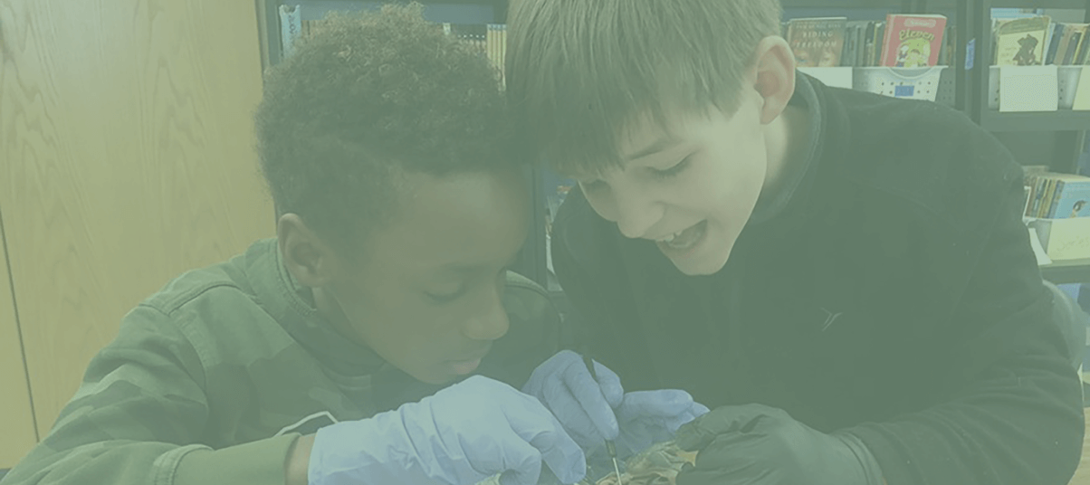Two students dissecting a frog